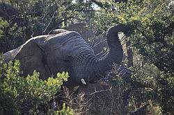 Mziki Safari Park - olifant