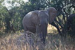 Mziki Safari Park - olifant