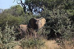 Mziki Safari Park - olifant