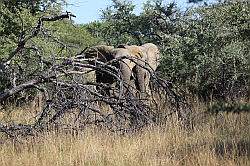 Mziki Safari Park - olifant