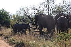 Mziki Safari Park - olifanten