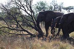 Mziki Safari Park - olifanten die even een boom slopen