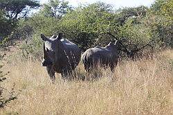 Mziki Safari Park - neushoorns