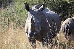 Mziki Safari Park - neushoorns