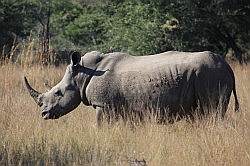 Mziki Safari Park - neushoorn