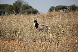 Mziki Safari Park