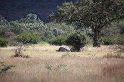 Shibula - onderweg naar Shibula Lodge; neushoorns