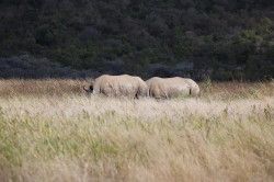 Shibula - onderweg naar Shibula Lodge; neushoorns