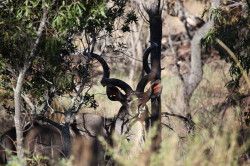 Shibula - middag safari