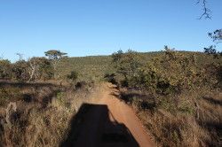 Shibula - middag safari