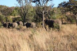 Shibula - middag safari; olifanten