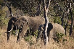 Shibula - middag safari; olifanten