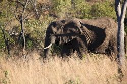 Shibula - middag safari; olifant