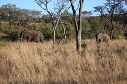 Shibula - middag safari; olifanten