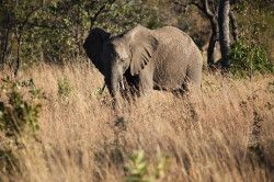 Shibula - middag safari; olifant