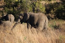 Shibula - middag safari; olifanten