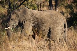 Shibula - middag safari; olifant