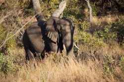 Shibula - middag safari; olifant