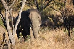 Shibula - middag safari; olifant