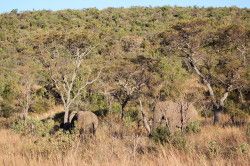 Shibula - middag safari; olifanten