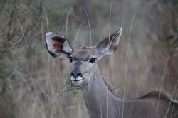 Shibula - middag safari