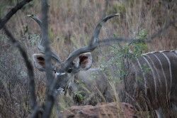 Shibula - middag safari