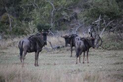 Shibula - middag safari; wildebeest of gnoe