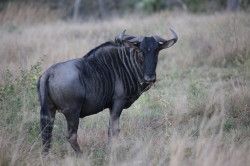 Shibula - middag safari; wildebeest of gnoe
