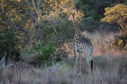 Shibula - ochtend safari; giraffe in de ochtendzon