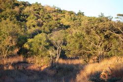 Shibula - ochtend safari