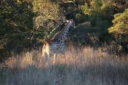 Shibula - ochtend safari; giraffe in de ochtendzon