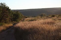 Shibula - ochtend safari