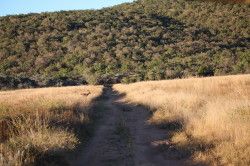 Shibula - ochtend safari