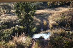 Shibula - ochtend safari