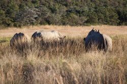 Shibula - ochtend safari; neushoorns
