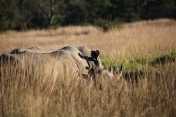 Shibula - ochtend safari; neushoorns