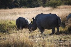 Shibula - ochtend safari; neushoorns