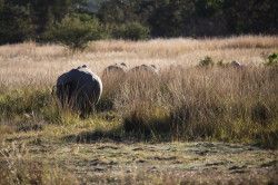 Shibula - ochtend safari; neushoorns