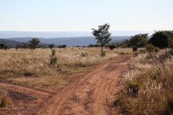 Shibula - ochtend safari