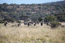 Shibula - ochtend safari; Wildebeest of Gnoe