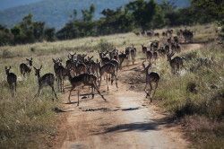 Shibula - ochtend safari; kudde Impala's