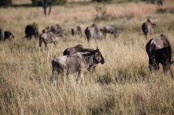 Shibula - ochtend safari; Wildebeest of Gnoe