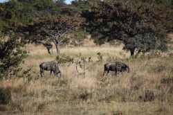 Shibula - ochtend safari; Wildebeest of Gnoe