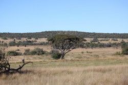 Shibula - ochtend safari