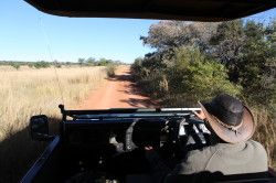 Shibula - ochtend safari