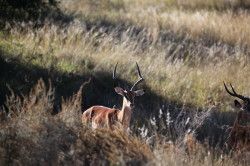 Shibula - ochtend safari