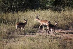 Shibula - ochtend safari