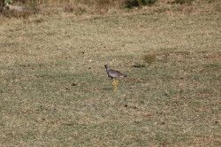 Shibula - ochtend safari