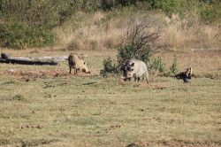 Shibula - ochtend safari; Wrattenzwijnen