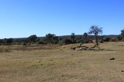 Shibula - ochtend safari